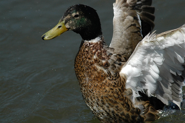 mallard, mallards, ducks,-2.jpg - MALLARD - EMSWORTH - 1.7.08